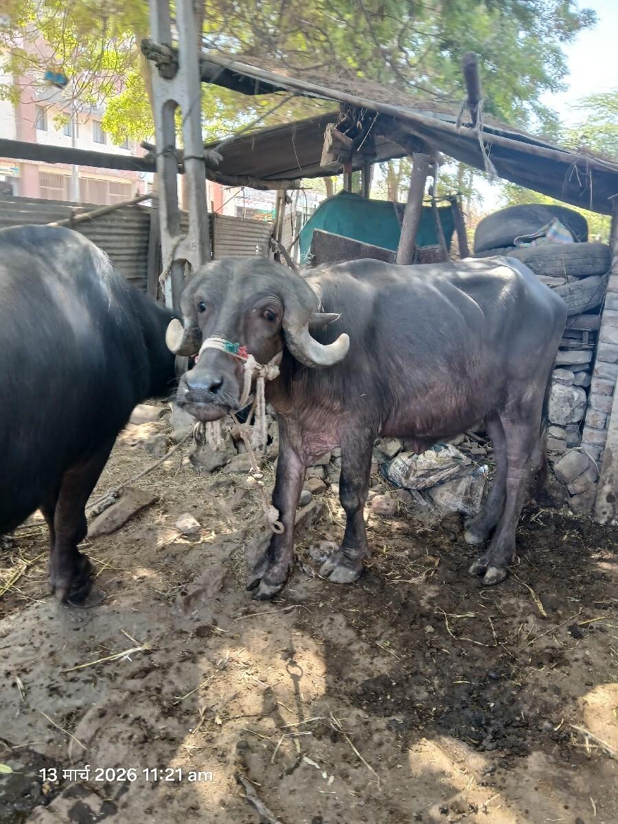 ખડેલી  વેચવાની છે