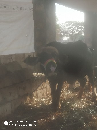 ૩  ભેસ વેચવાની છે