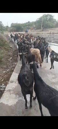 થંબનેલ 3