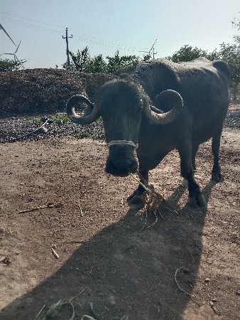 ખડેલી વેચવાની છે.