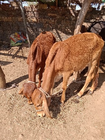 બેવાસરીઉ આપ વાનૂસે