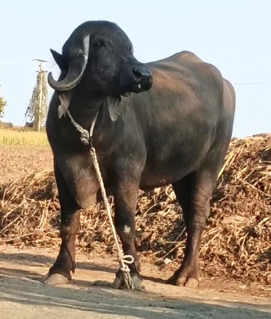 તન ખડેલી વેચવાની છે