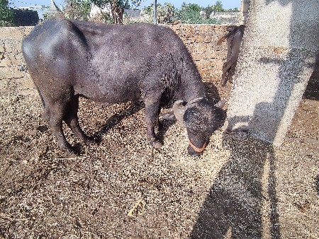 પાડો વેશવાનો છે