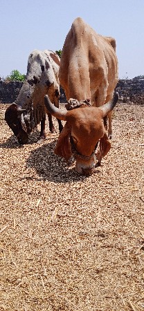 ગાય સોન કપિલા ખૂટ લીલડો વેચવાના છે