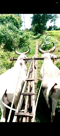 બળદ વેચવાના છે