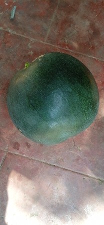 તરબૂચ વેચવાના છે
