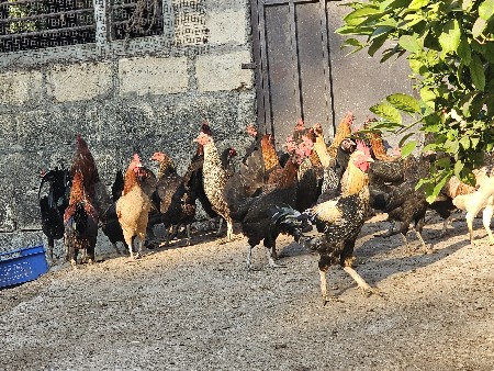 थंबनेल 2