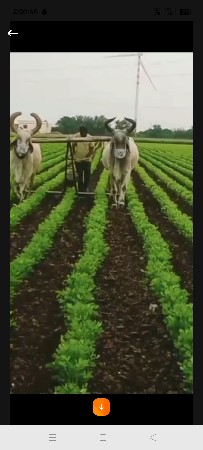 આ બળદ ની જોડ વેચવાની છે.