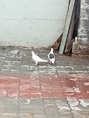 થંબનેલ 2