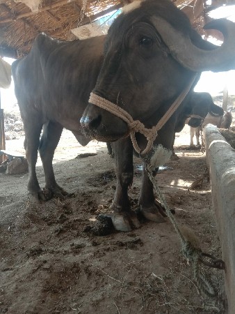 थंबनेल 2