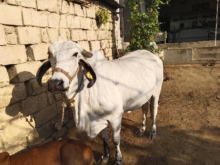 લીલડી ગીર ગાય વેચવાની છે