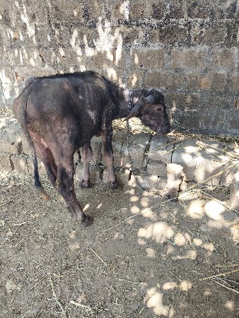 થંબનેલ 2