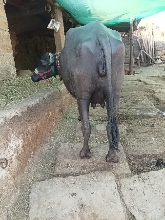 ભેંસ વેચવાની છે