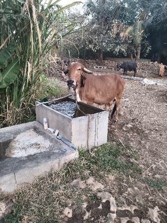 ગાય વેચવાની છે
