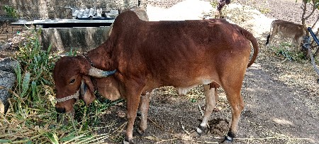 થંબનેલ 3