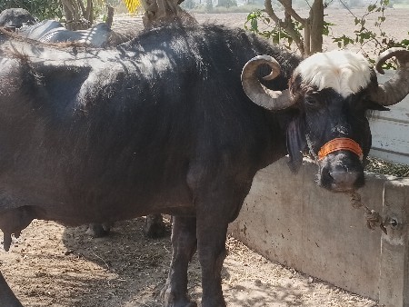 थंबनेल 2