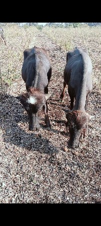 બે પાડી વેશવાની છે