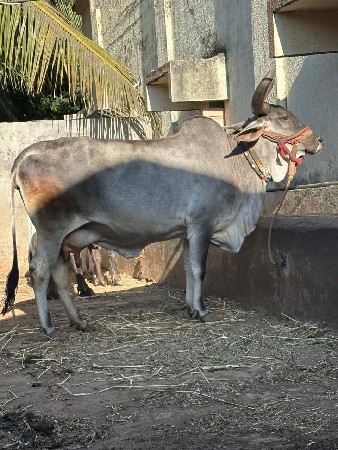 કાંકરેજ ગાય વેચવાની છે