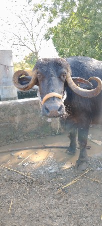 તીજુ વેતર વીયાણી