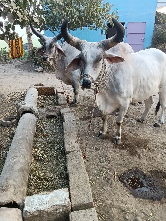બળદ વેચવાના છે