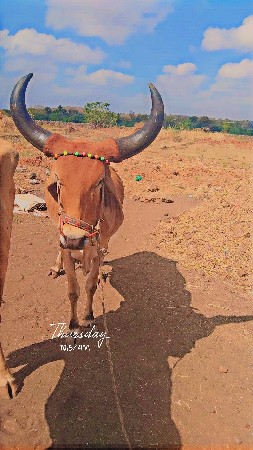 થંબનેલ 2