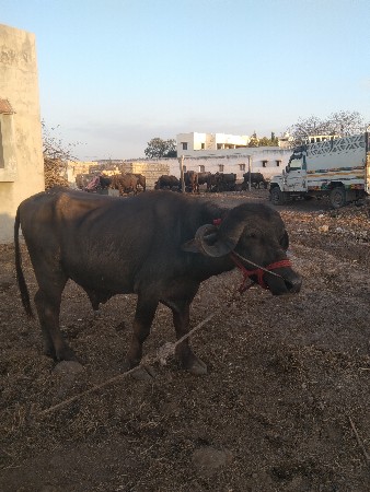 थंबनेल 3