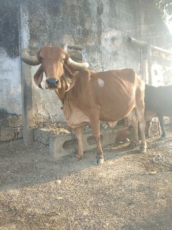 થંબનેલ 2