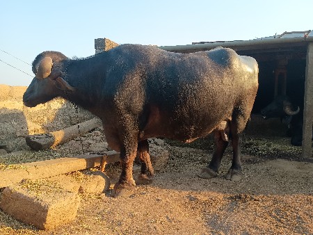 થંબનેલ 2