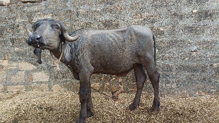 પાડો વેચવાનો છે