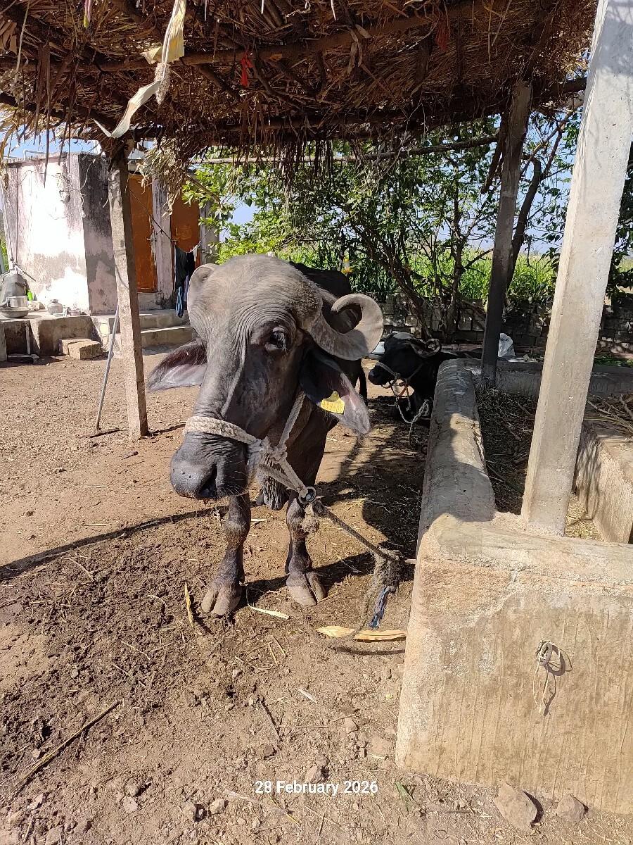 थंबनेल 2