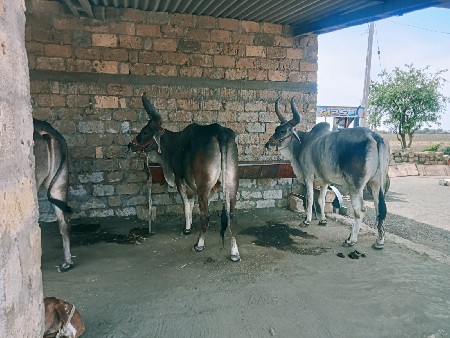 થંબનેલ 2