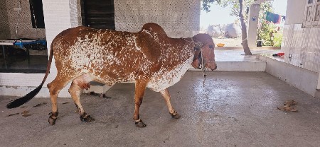 થંબનેલ 3