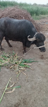 8 દિવસ ની વિયાણેલ પાડી