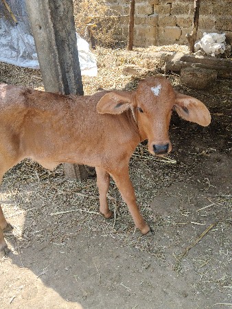 થંબનેલ 2