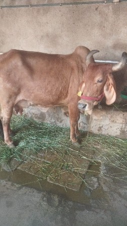 ગાય વેચવાની છે