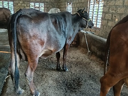 થંબનેલ 2