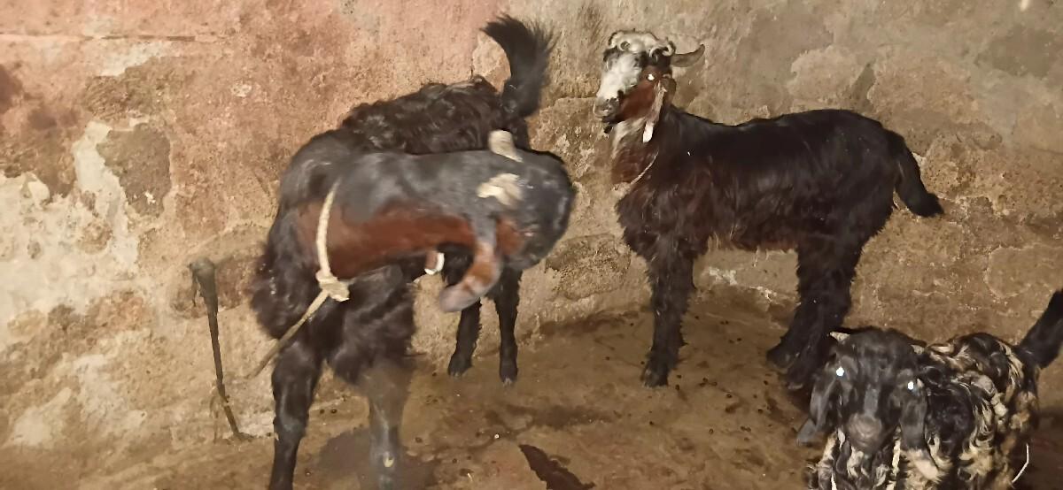 થંબનેલ 3