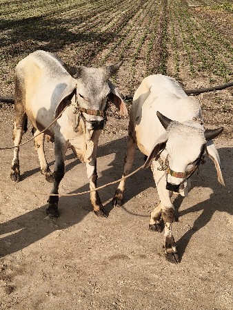 kakrej godhla veshvana che