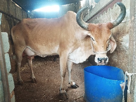 તાત્કાલિક વેચવાની છે