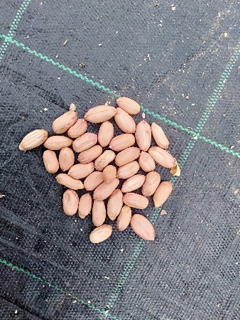 39 માંડવી