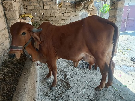 थंबनेल 2