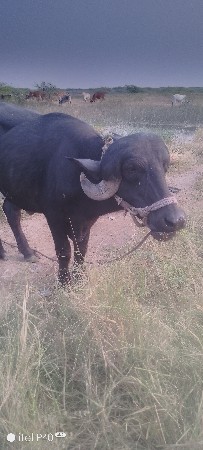 थंबनेल 3