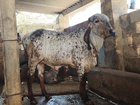 थंबनेल 2