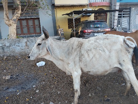 બે ગાયું વેચવાની છે