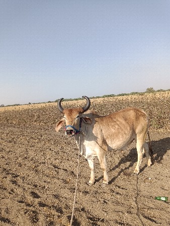 બળદ વેચવાના છે