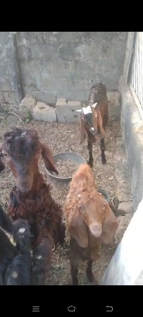 थंबनेल 3