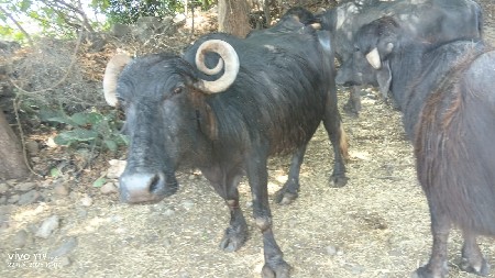 थंबनेल 3