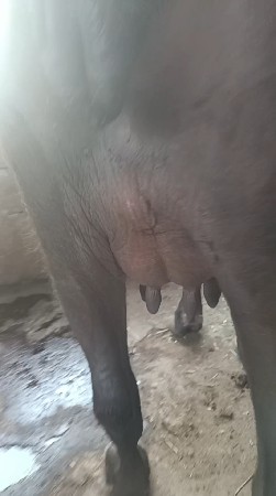 ખડેલી વેસવી પેલા વેતરમ છે