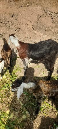 થંબનેલ 3