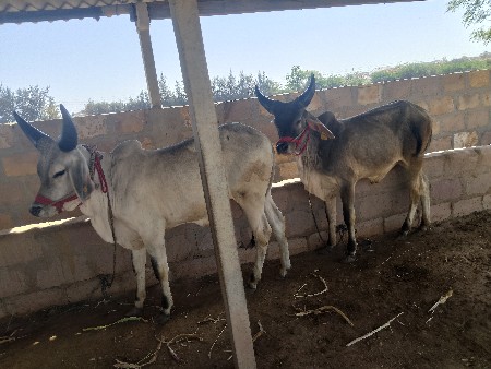 થંબનેલ 3